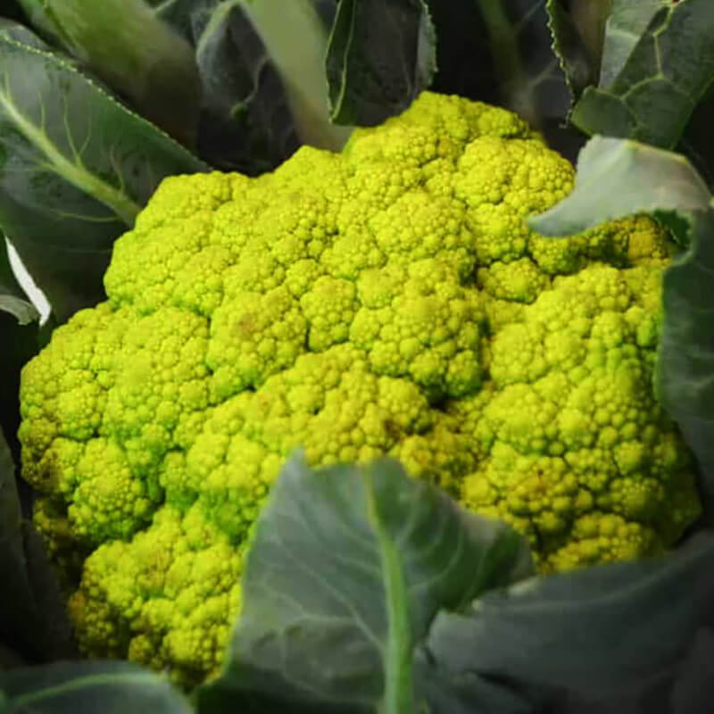 Esperienze enogastronomiche e tour Castelli Romani - Romaguidetour - Tour Visite Guidate Roma e Provincia Esperienze enogastronomiche e tour Castelli Romani - Romaguidetour - Tour Visite Guidate Roma e Provincia