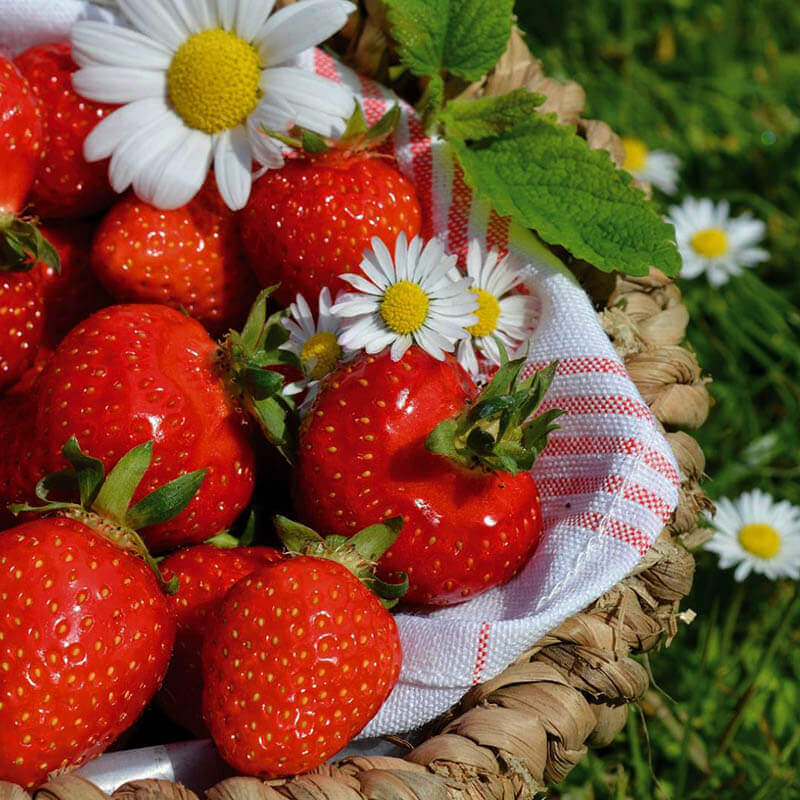 Esperienze enogastronomiche e tour Castelli Romani - Romaguidetour - Tour Visite Guidate Roma e Provincia Esperienze enogastronomiche e tour Castelli Romani - Romaguidetour - Tour Visite Guidate Roma e Provincia
