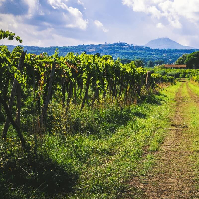 Esperienze enogastronomiche e tour Castelli Romani - Romaguidetour - Tour Visite Guidate Roma e Provincia Esperienze enogastronomiche e tour Castelli Romani - Romaguidetour - Tour Visite Guidate Roma e Provincia