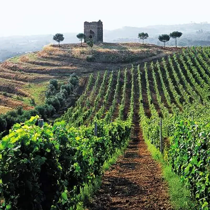 Esperienze enogastronomiche e tour Castelli Romani - Romaguidetour - Tour Visite Guidate Roma e Provincia Esperienze enogastronomiche e tour Castelli Romani - Romaguidetour - Tour Visite Guidate Roma e Provincia