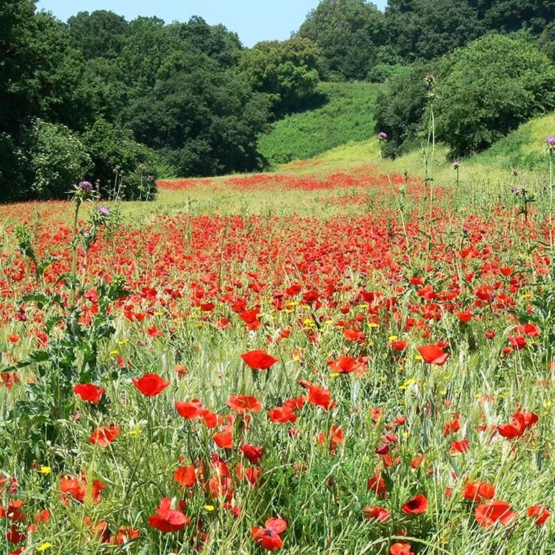 Roma Verde: Riserva Naturale dell'Insugherata - Romaguidetour - Tour Visite Guidate Roma e Provincia